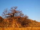 2009-09-30: Baobab, Mapungubwe NP