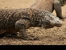 2012-03-10: Komodo National Park